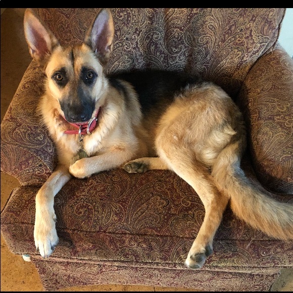 Meet your Posher, Ariana - Picture 2 of 2